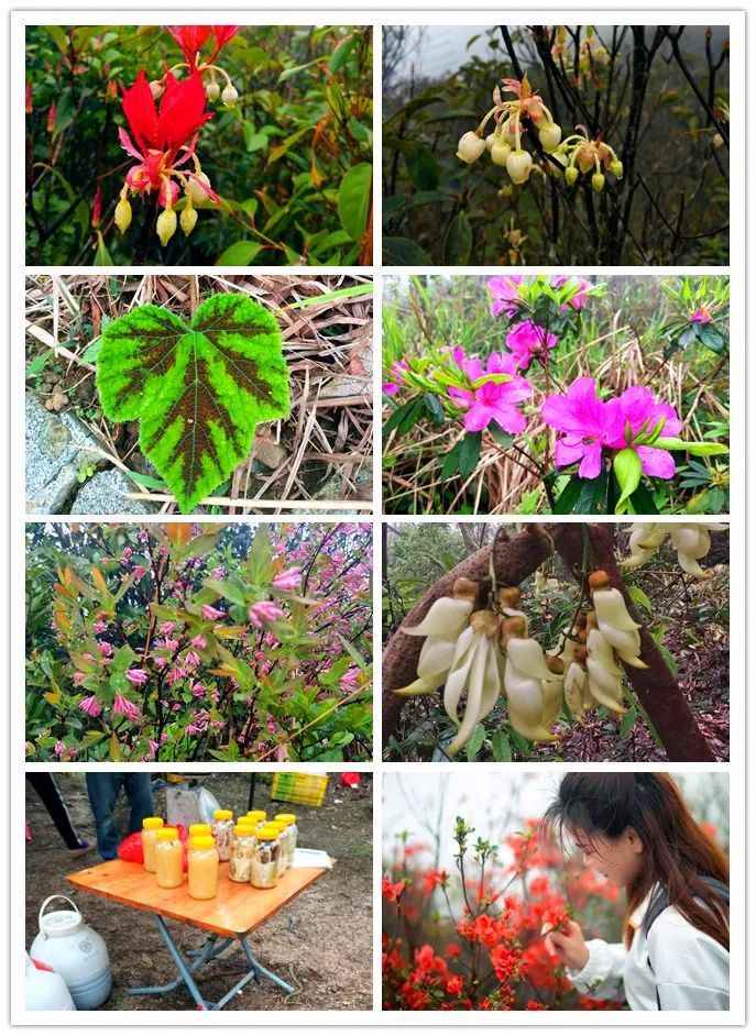 3月20号通天蜡烛67登从化通天蜡烛赏漫山杜鹃花海