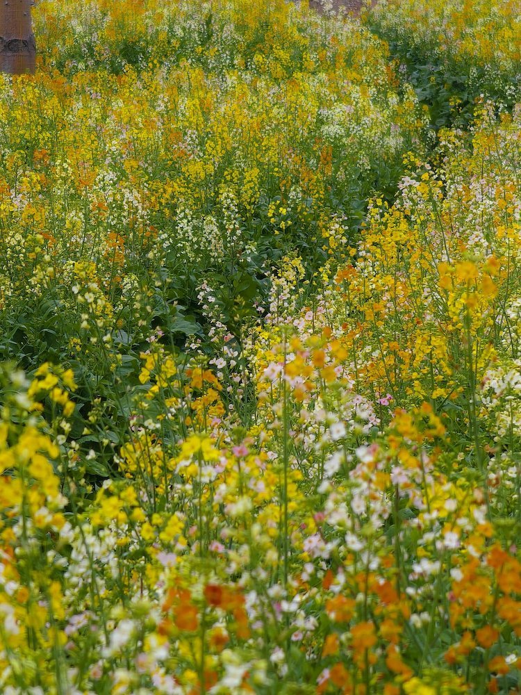 3月赏花季中山彩色油菜花海云梯山花海中山影视城1天休闲游