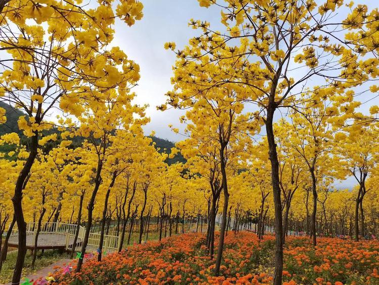3月赏花季中山彩色油菜花海云梯山花海中山影视城1天休闲游
